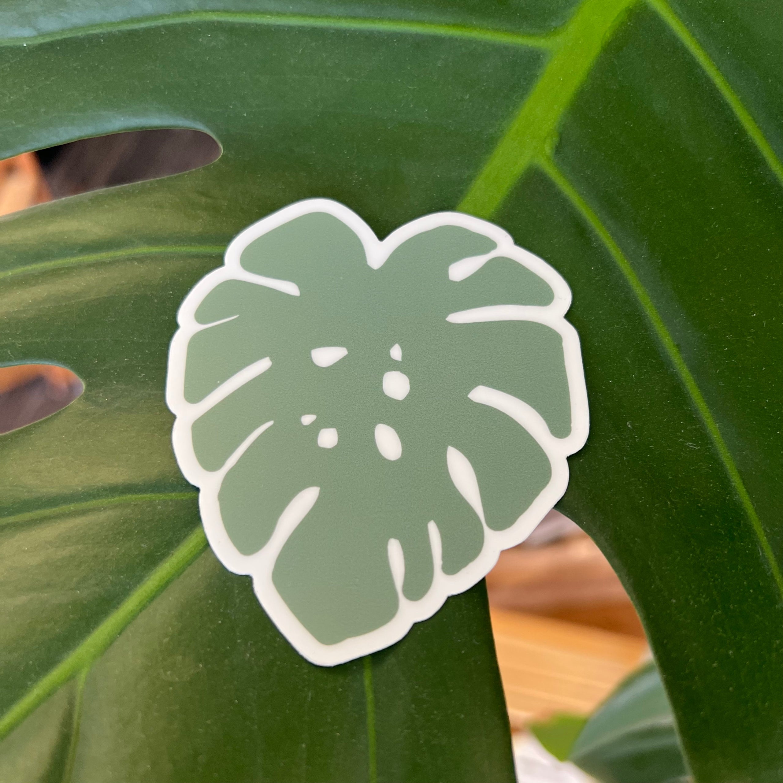 The Monstera Plant Sticker
